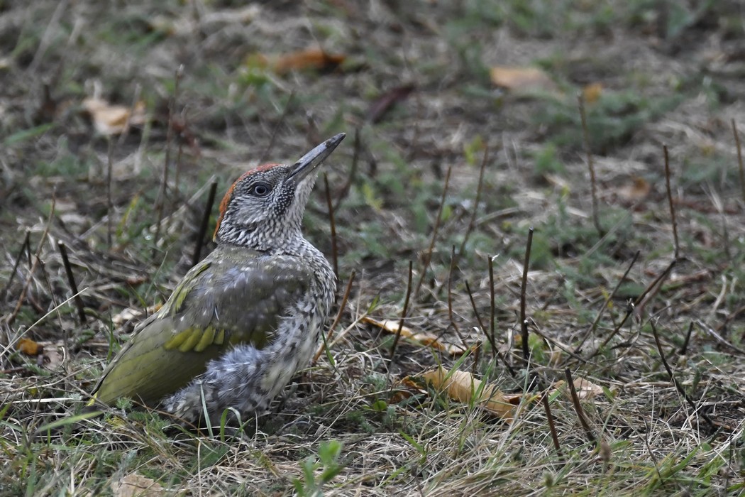 Pic Vert Juvenile